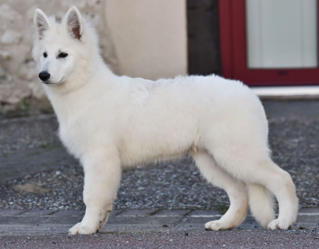 White is white fenrir du petit Duc Victoria