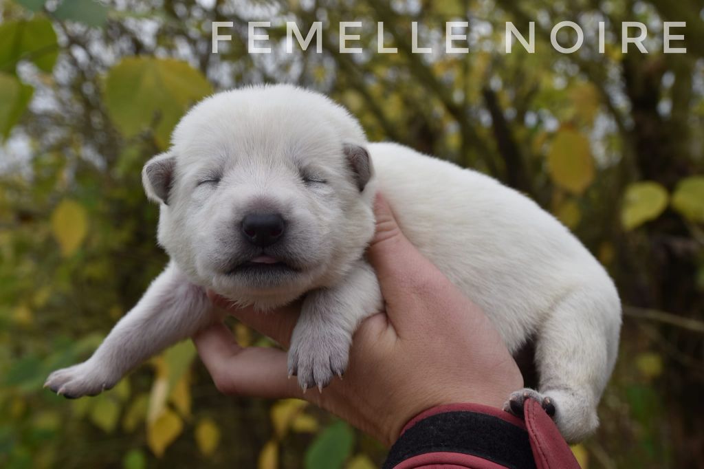 des terres de skoll et hati - Chiot disponible  - Berger Blanc Suisse