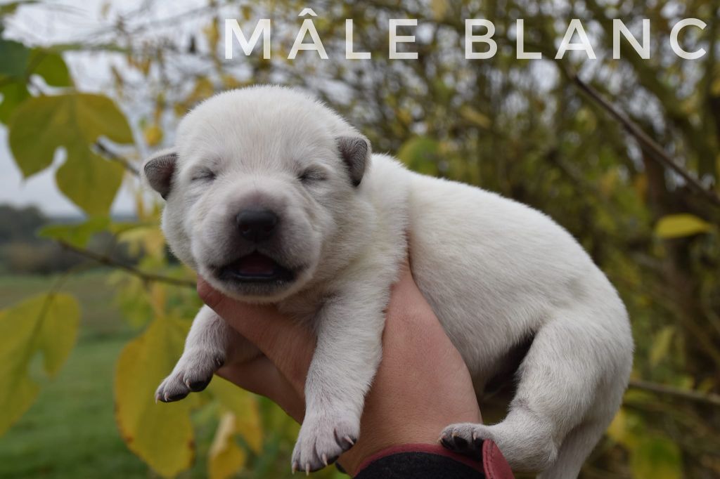 des terres de skoll et hati - Chiot disponible  - Berger Blanc Suisse