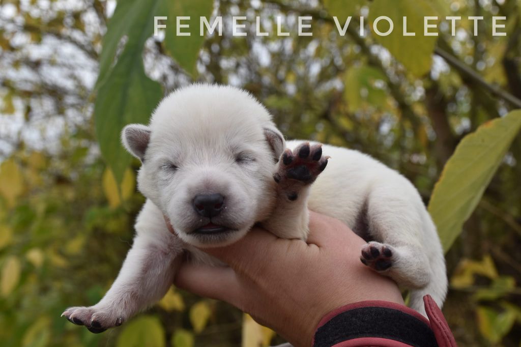 des terres de skoll et hati - Chiot disponible  - Berger Blanc Suisse