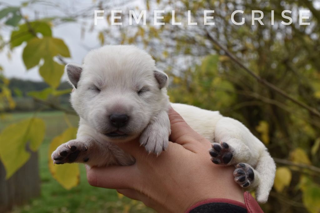 des terres de skoll et hati - Chiot disponible  - Berger Blanc Suisse