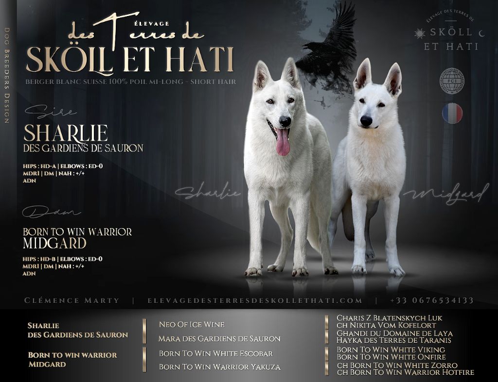 chiot Berger Blanc Suisse des terres de skoll et hati