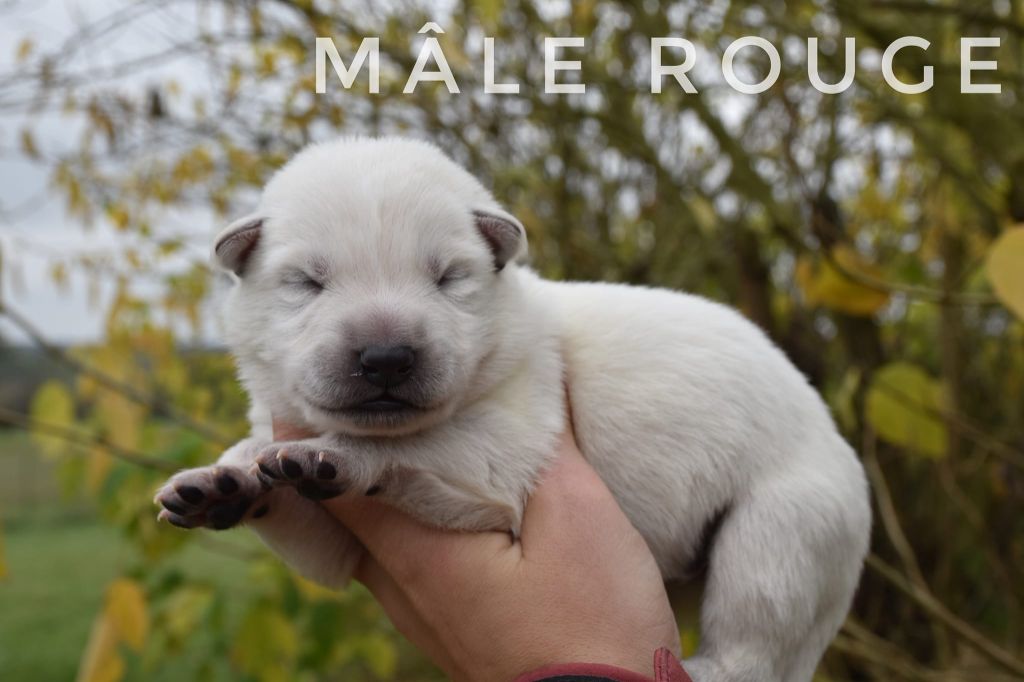 des terres de skoll et hati - Chiot disponible  - Berger Blanc Suisse