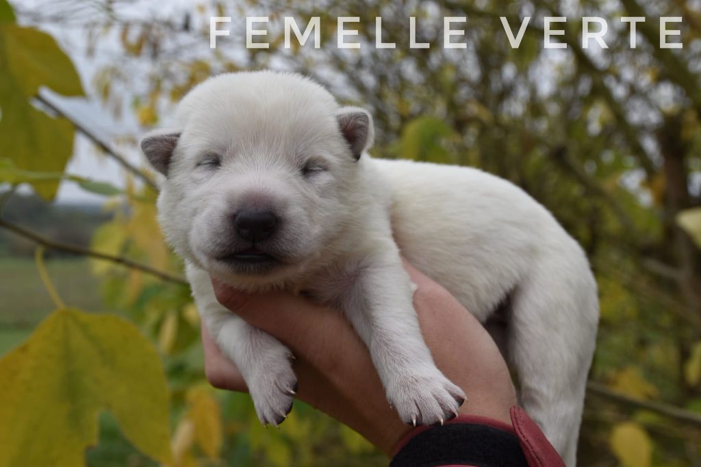 des terres de skoll et hati - Chiot disponible  - Berger Blanc Suisse