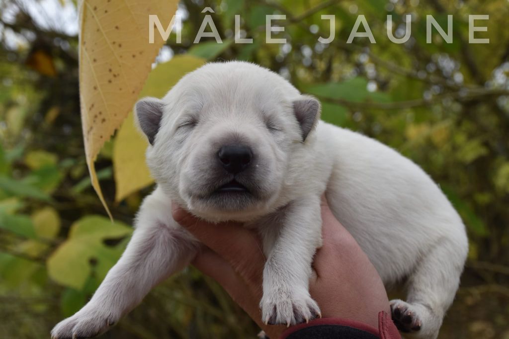 des terres de skoll et hati - Chiot disponible  - Berger Blanc Suisse