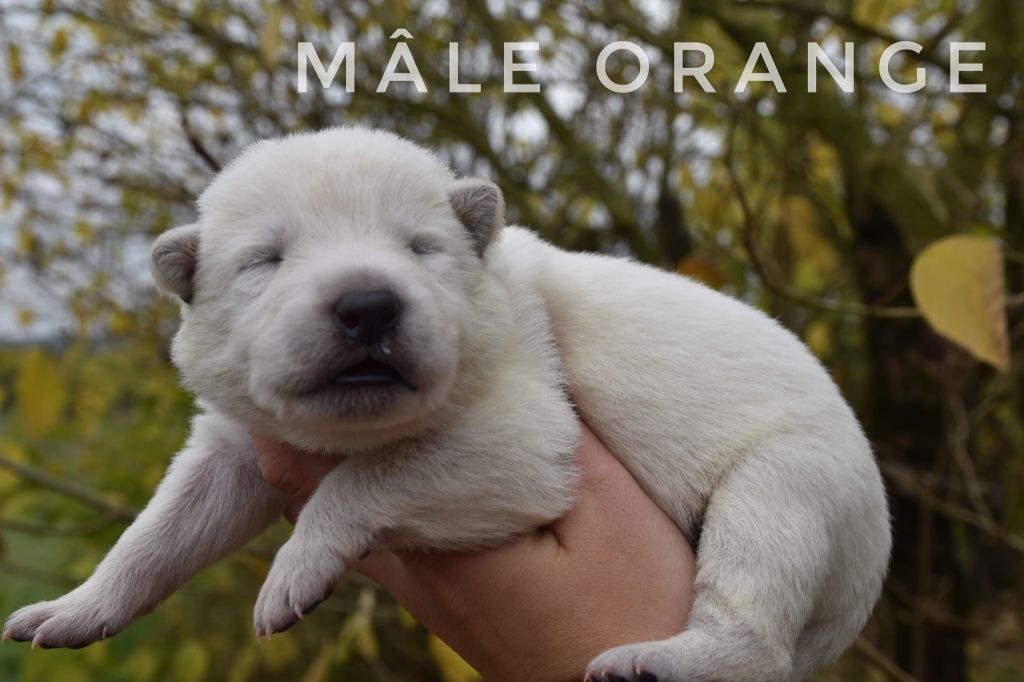 des terres de skoll et hati - Chiot disponible  - Berger Blanc Suisse