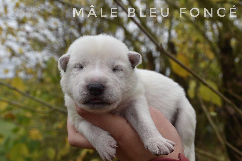 des terres de skoll et hati - Chiot disponible  - Berger Blanc Suisse