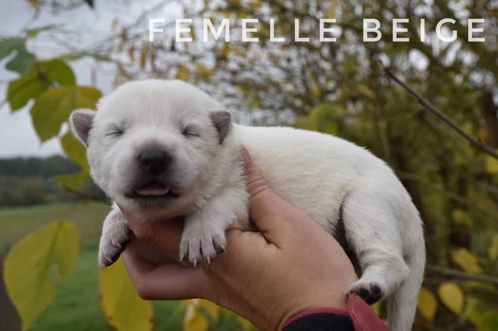 des terres de skoll et hati - Chiot disponible  - Berger Blanc Suisse