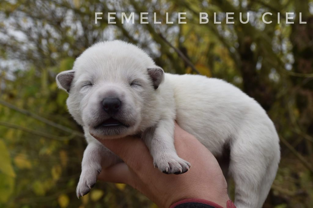 des terres de skoll et hati - Chiot disponible  - Berger Blanc Suisse