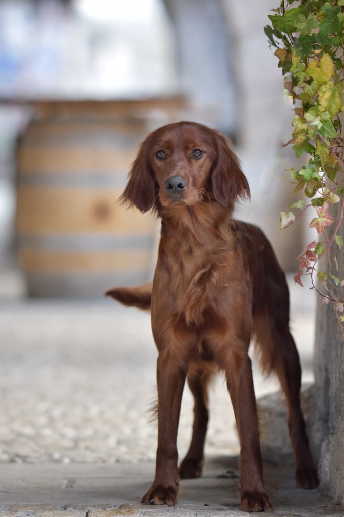 Volva de l'étang de la marnière