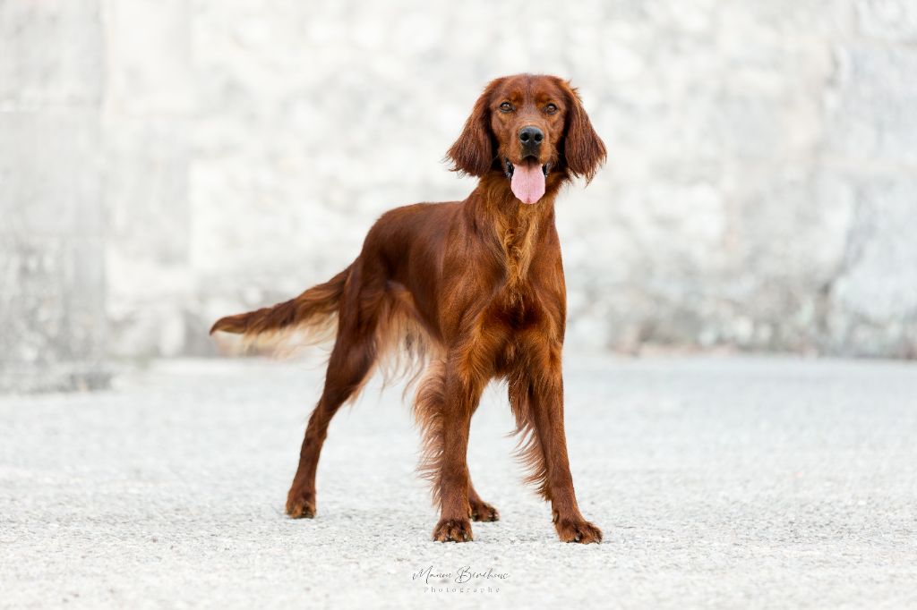 Volva de l'étang de la marnière