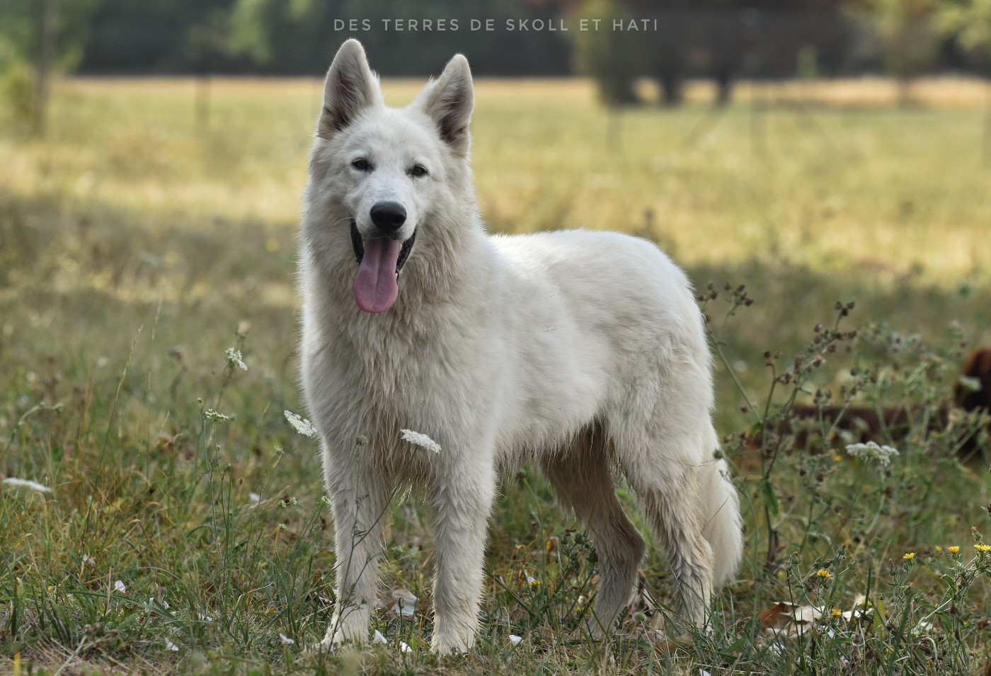 Aurvangar des terres de skoll et hati