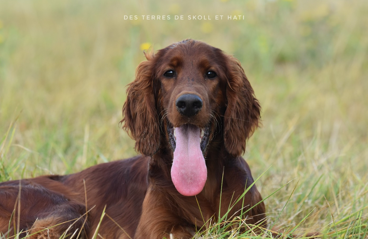 Chasseresse Beyla Doggo Embassy