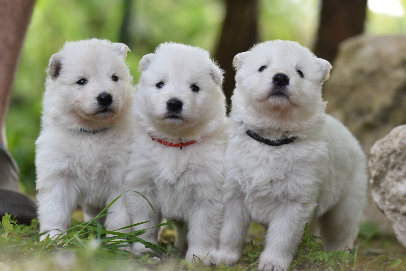 PROCHAINES PORTEES