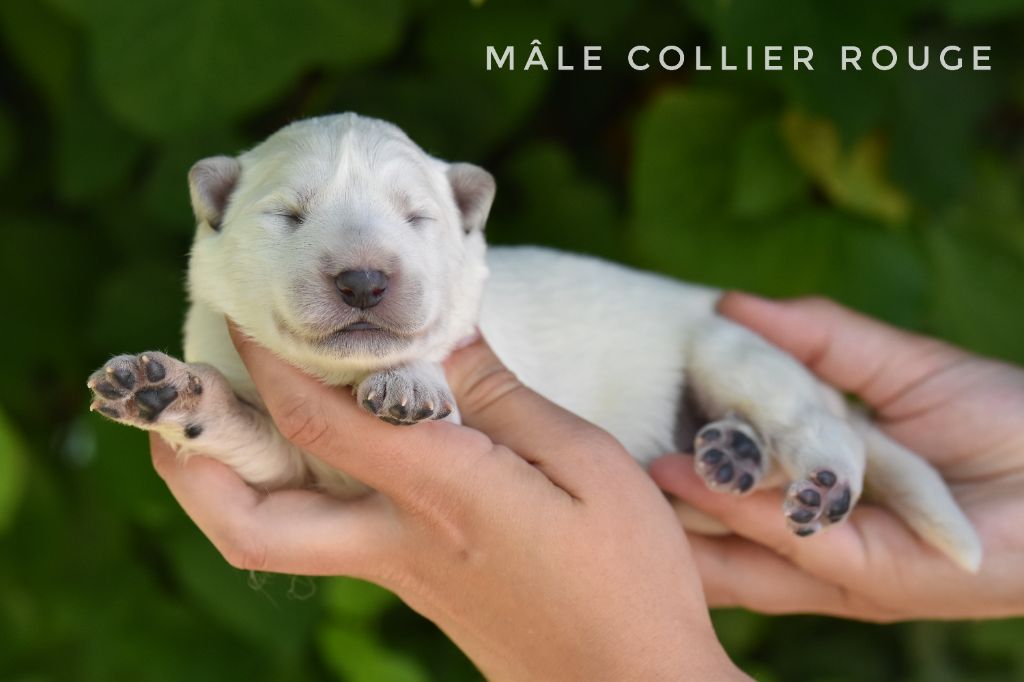des terres de skoll et hati - Chiots disponibles - Berger Blanc Suisse