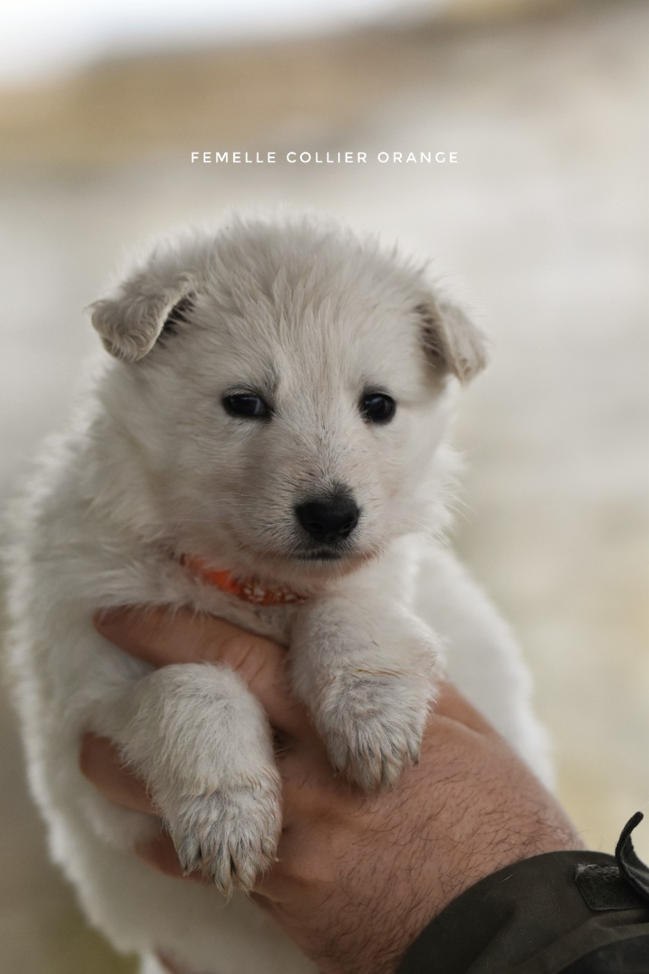 des terres de skoll et hati - Chiots disponibles - Berger Blanc Suisse