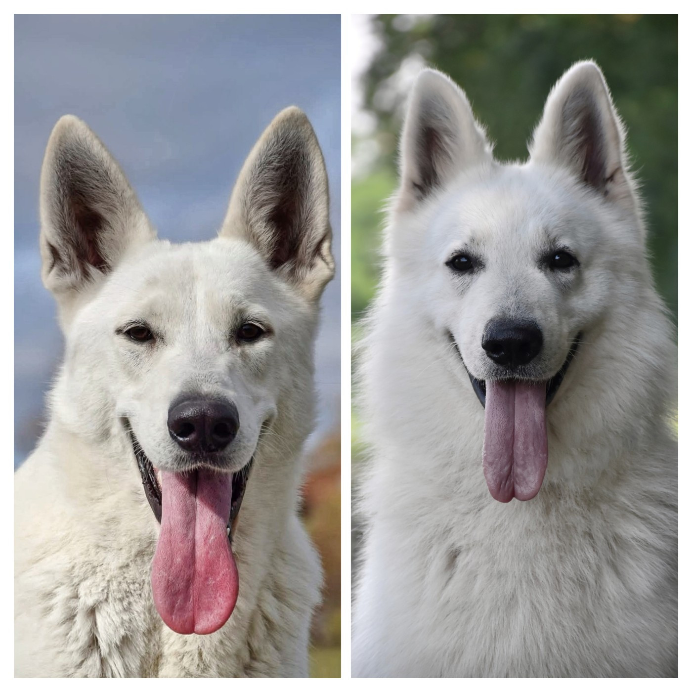 des terres de skoll et hati - Berger Blanc Suisse - Portée née le 07/12/2025