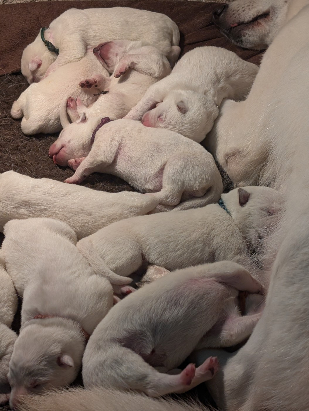 Chiot Berger Blanc Suisse des terres de skoll et hati