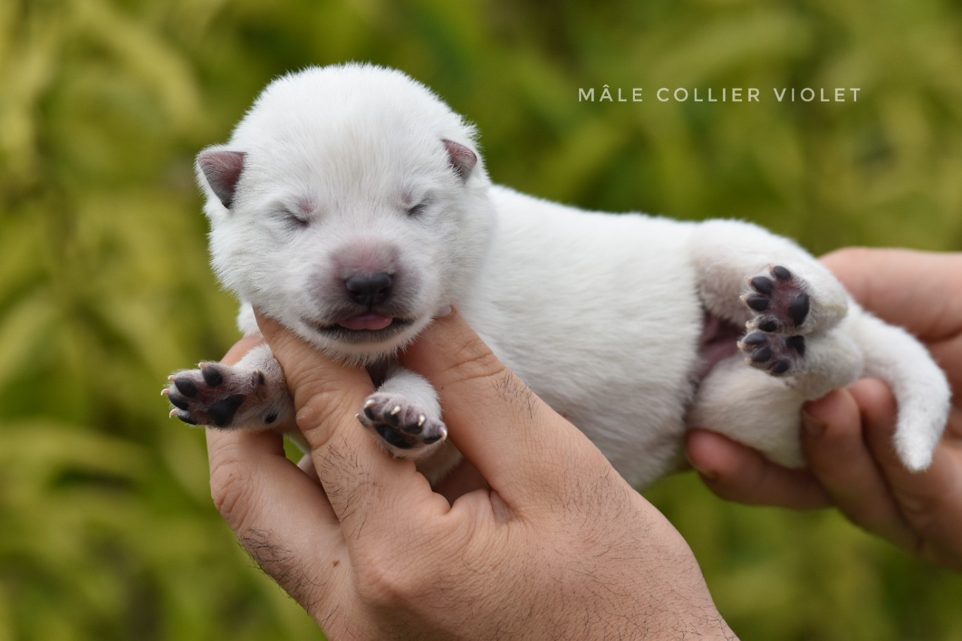 des terres de skoll et hati - Chiots disponibles - Berger Blanc Suisse