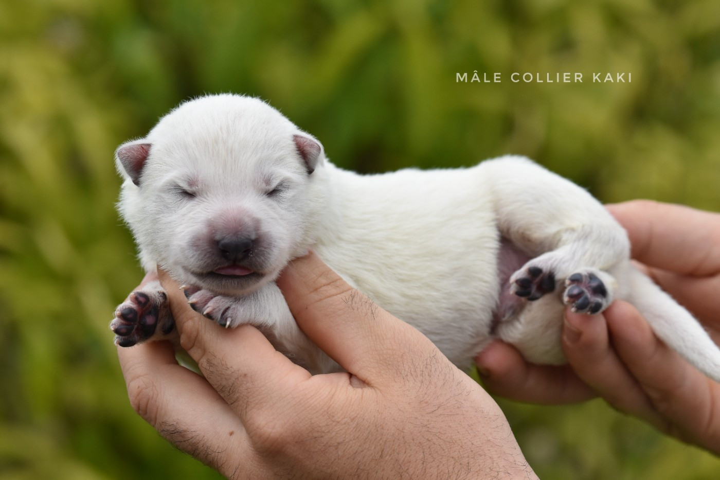 des terres de skoll et hati - Chiots disponibles - Berger Blanc Suisse