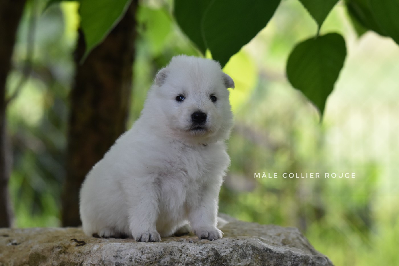 des terres de skoll et hati - Chiots disponibles - Berger Blanc Suisse