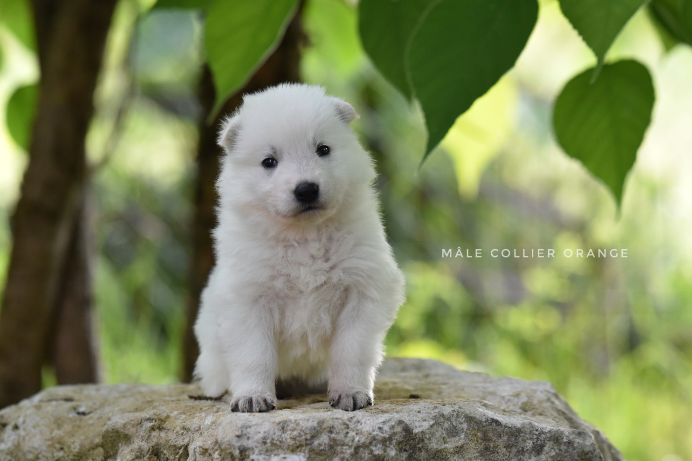 des terres de skoll et hati - Chiots disponibles - Berger Blanc Suisse