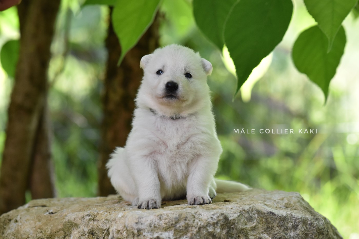 des terres de skoll et hati - Chiots disponibles - Berger Blanc Suisse