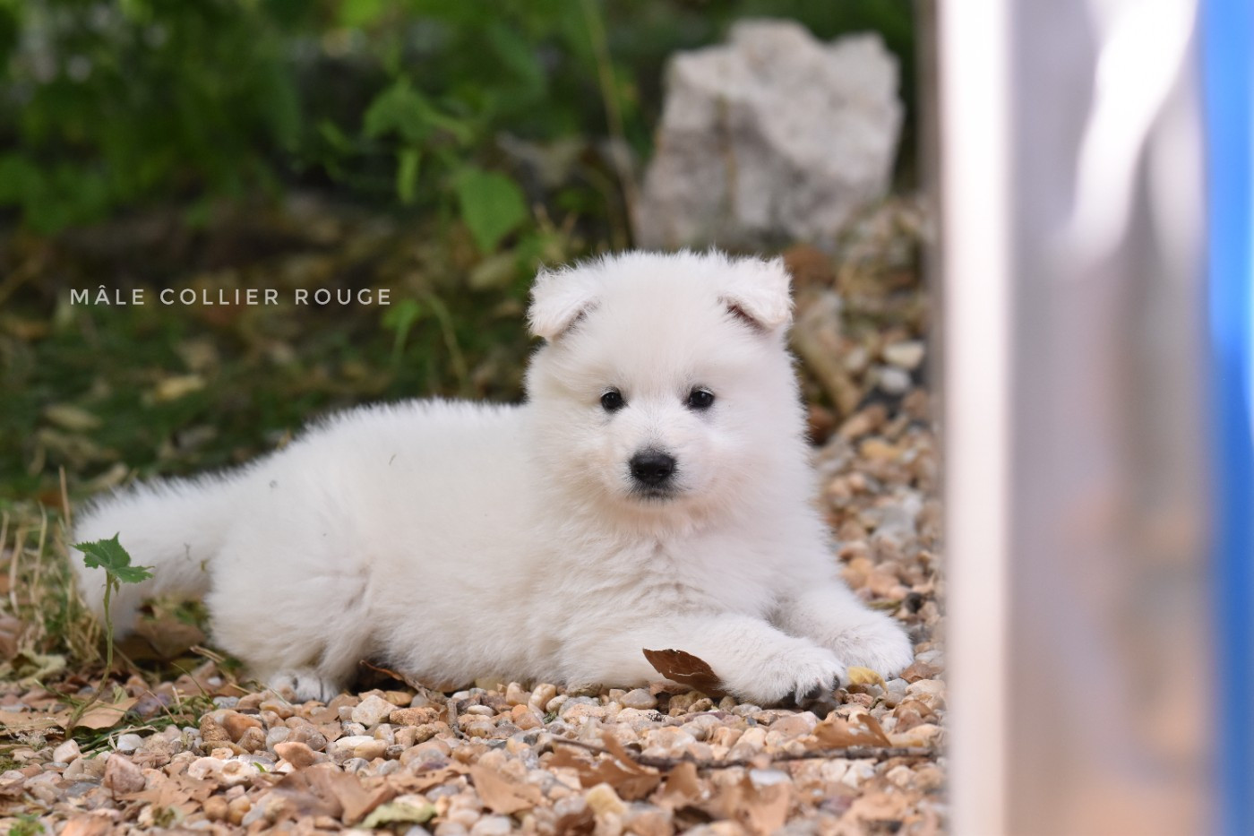 des terres de skoll et hati - Berger Blanc Suisse - Portée née le 22/04/2026