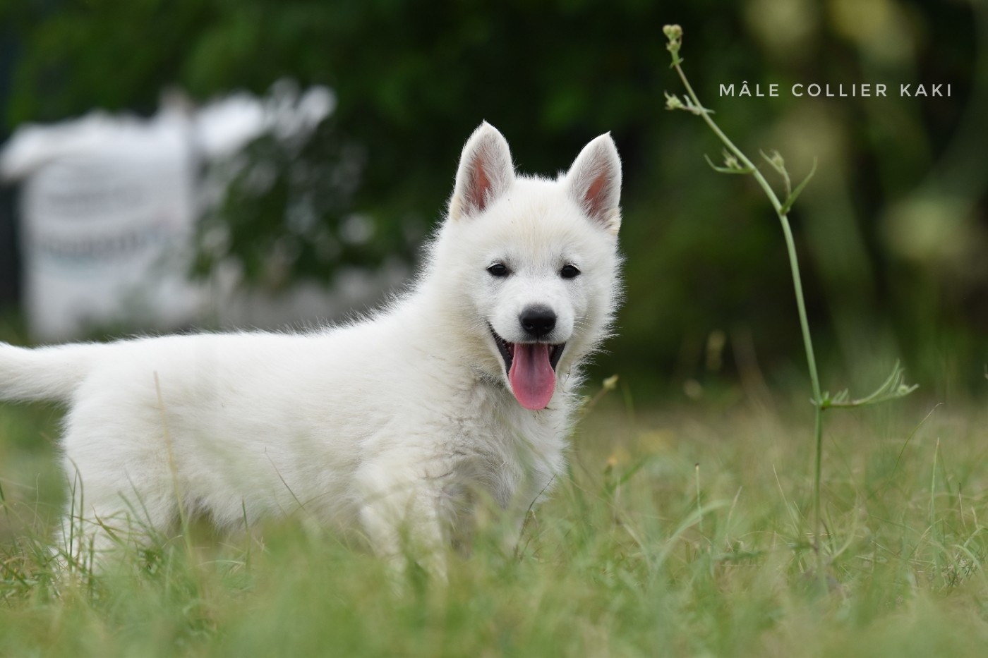 des terres de skoll et hati - Chiots disponibles - Berger Blanc Suisse