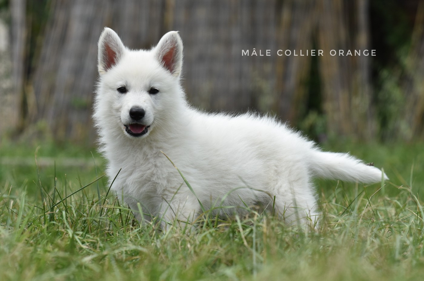 des terres de skoll et hati - Chiots disponibles - Berger Blanc Suisse
