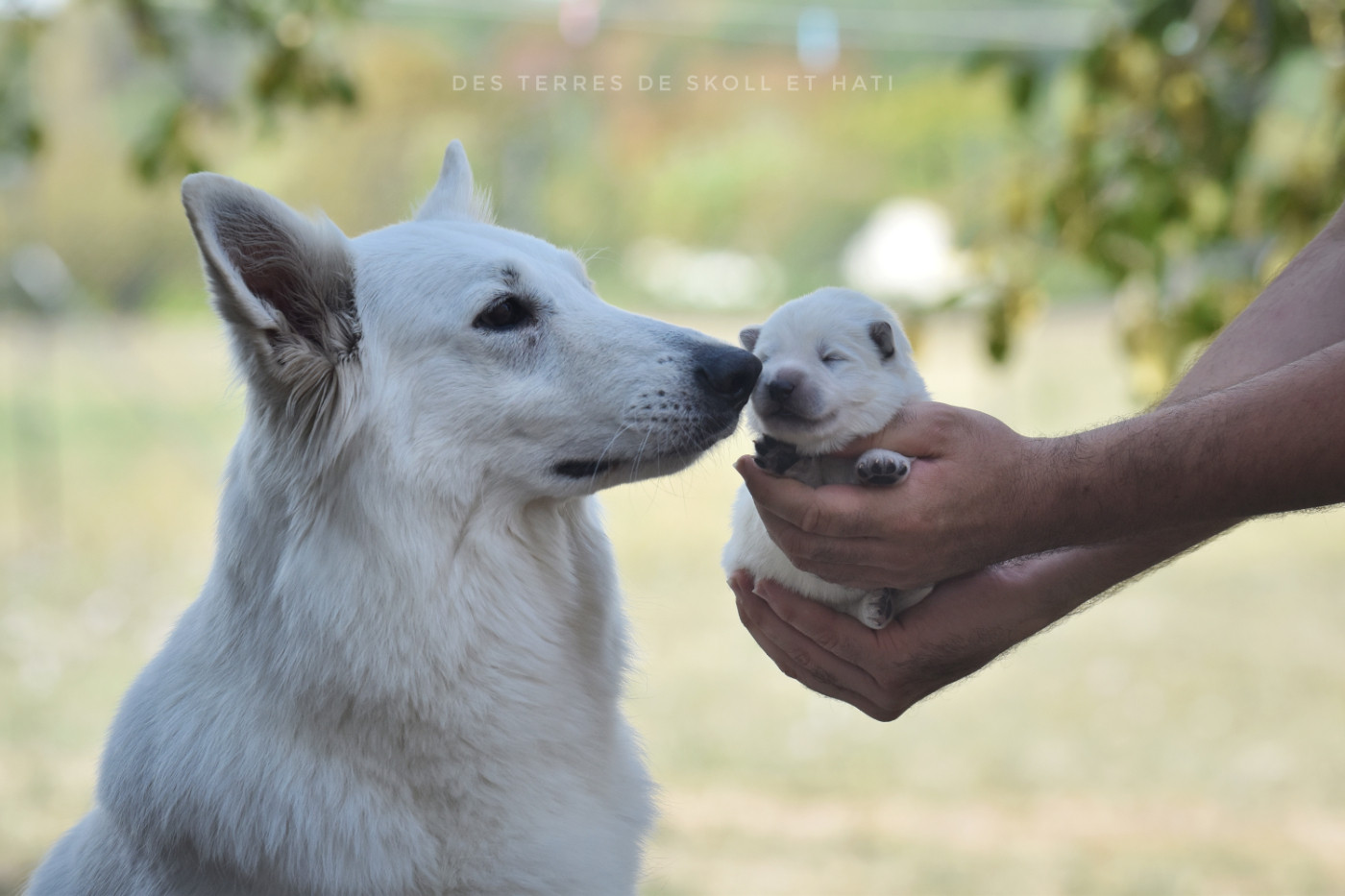 des terres de skoll et hati - Berger Blanc Suisse - Portée née le 20/09/2026
