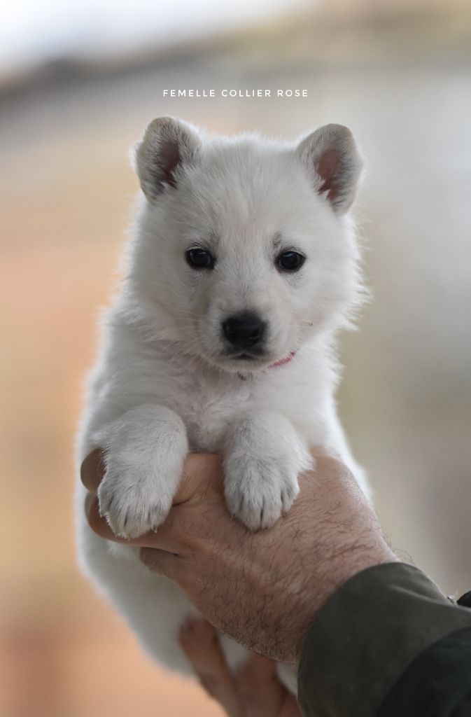 des terres de skoll et hati - Chiots disponibles - Berger Blanc Suisse