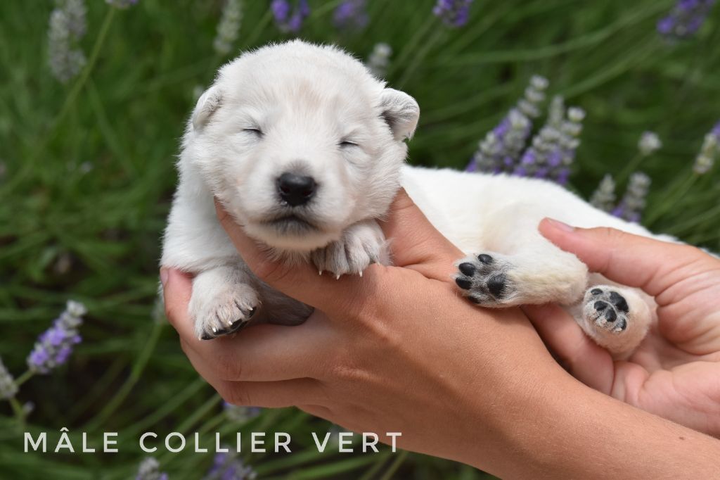 des terres de skoll et hati - Chiots disponibles - Berger Blanc Suisse
