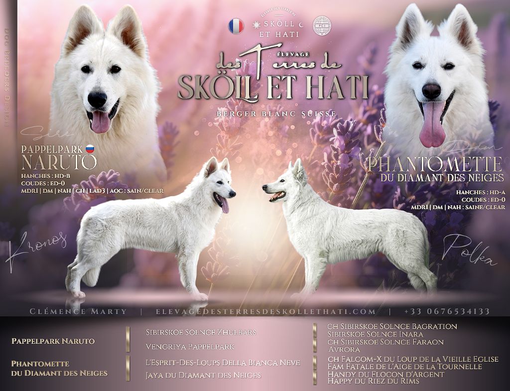 des terres de skoll et hati - Berger Blanc Suisse - Portée née le 04/06/2025