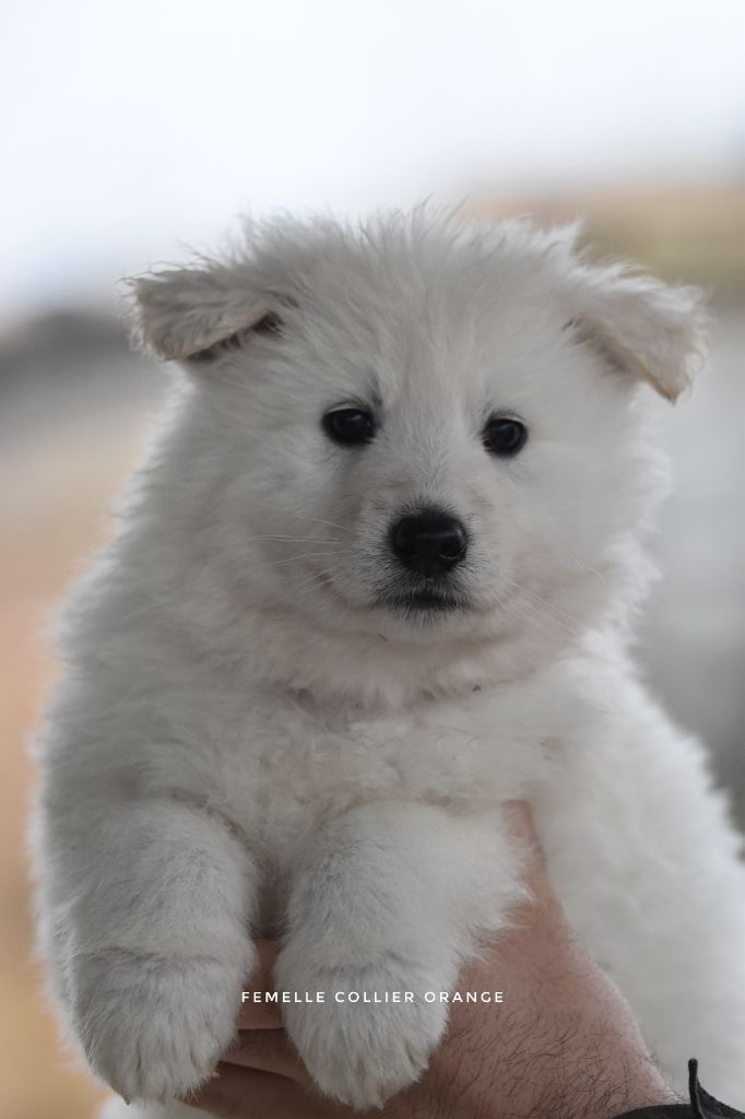 des terres de skoll et hati - Chiots disponibles - Berger Blanc Suisse