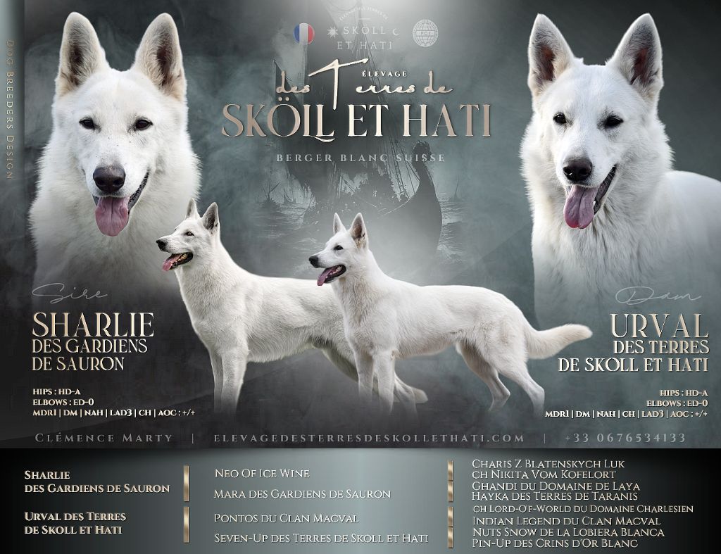 des terres de skoll et hati - Berger Blanc Suisse - Portée née le 25/05/2025