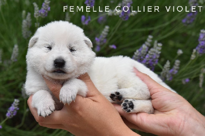 Femelle 
