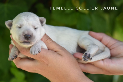 Femelle