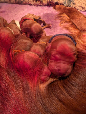 Mâle Setter Irlandais rouge