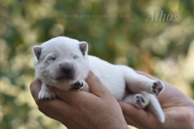 CHIOT 1