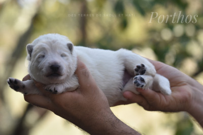 CHIOT 2