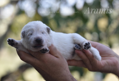 CHIOT 3