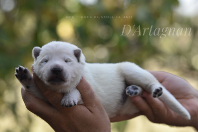 CHIOT 4