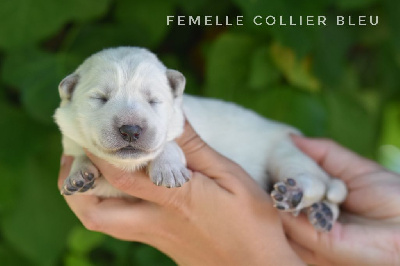 Femelle