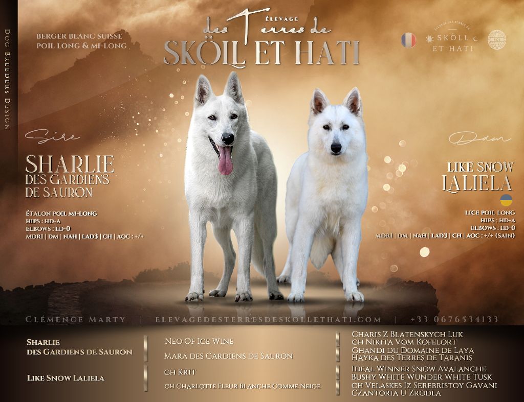 des terres de skoll et hati - Berger Blanc Suisse - Portée née le 04/06/2025
