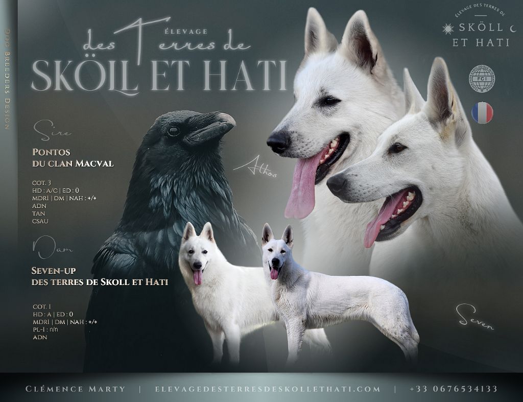 des terres de skoll et hati - Berger Blanc Suisse - Portée née le 07/06/2025