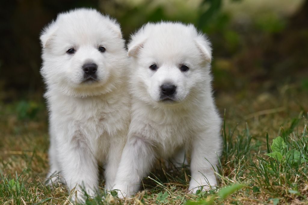 des terres de skoll et hati - Chiots disponibles - Berger Blanc Suisse