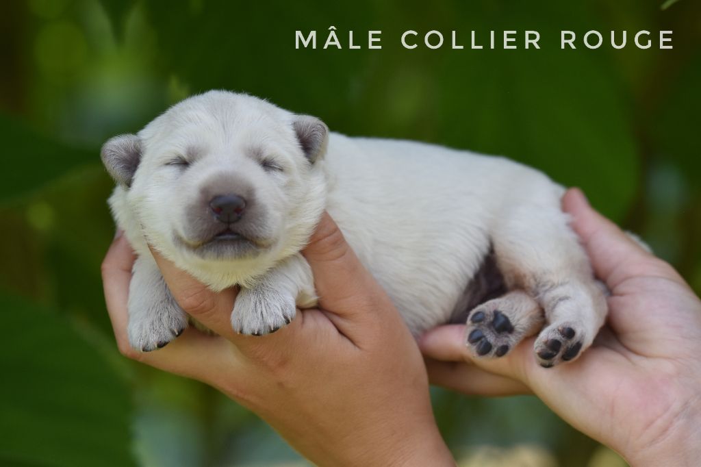 des terres de skoll et hati - Chiots disponibles - Berger Blanc Suisse
